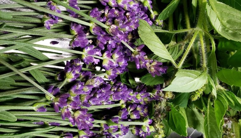 Lavender&Tulsi