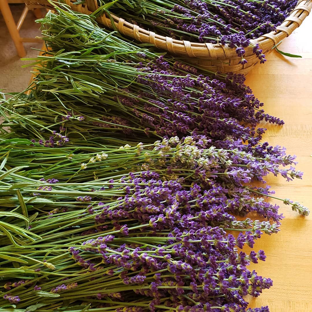 Dried Hidcote Blue Lavender Flowers for sale in Canada